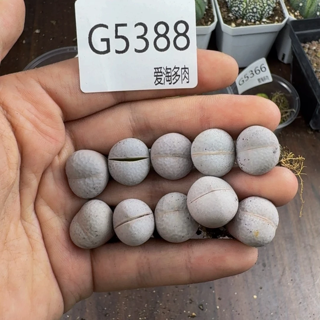 5388--生石花 肉锥