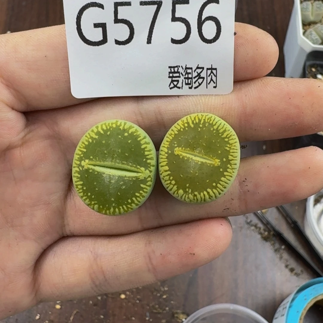5756--生石花 肉锥
