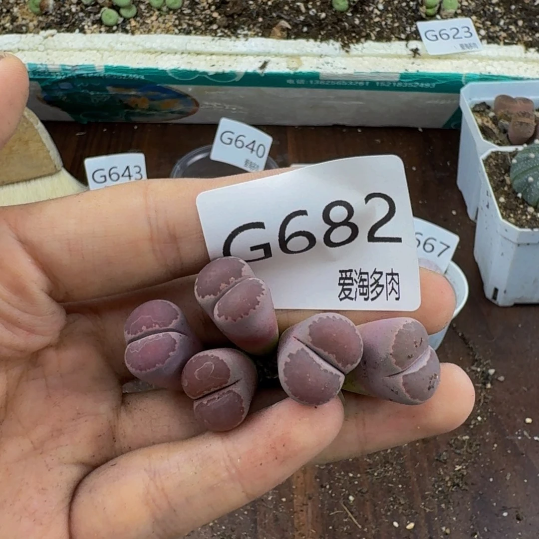 682--生石花 肉锥
