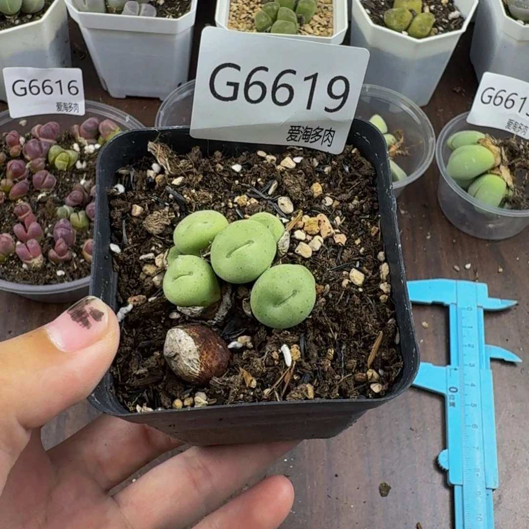 6619--生石花 肉锥