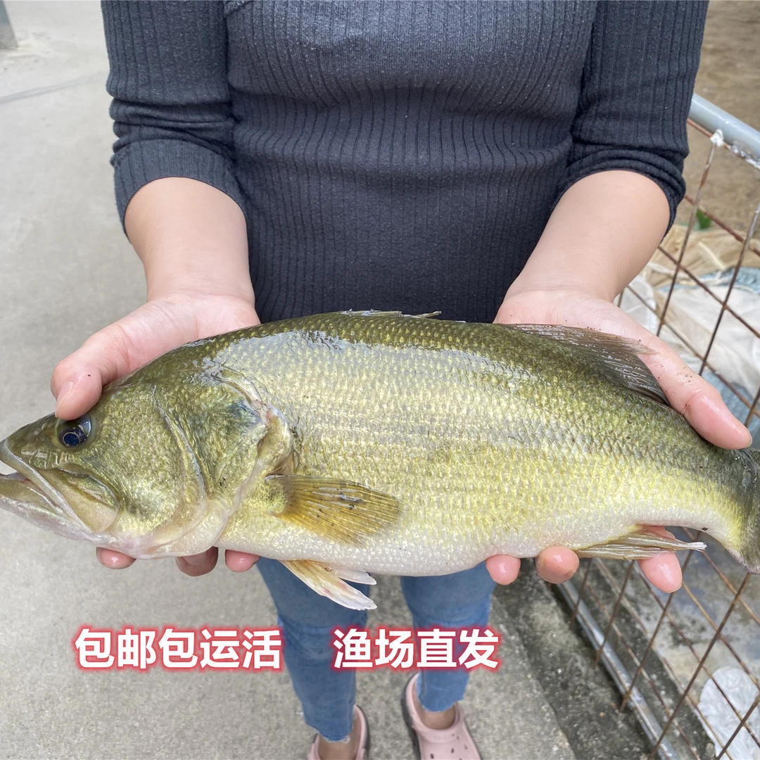 广东加州鲈鱼规格苗大口鲈饲料鲈鱼包邮包运活