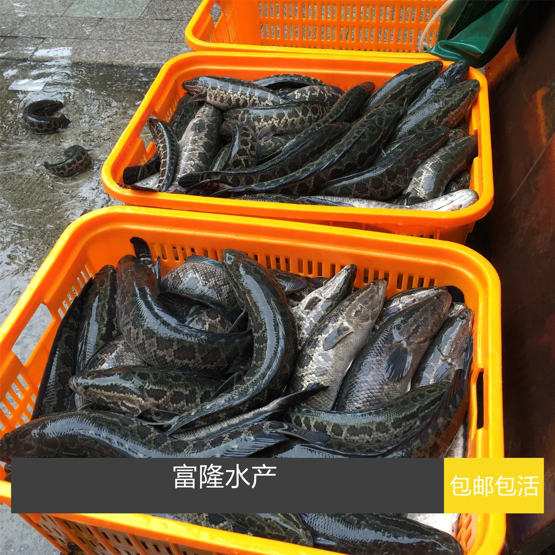 广东杂交黑鱼 山斑鱼 生鱼大小规格包运活