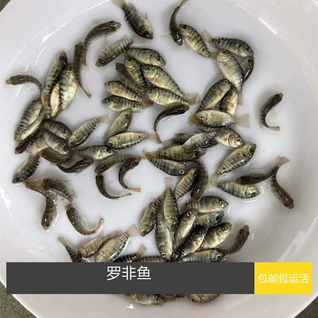 罗非鱼海南1号非洲鲫鱼宝路罗非苗脆肉罗非