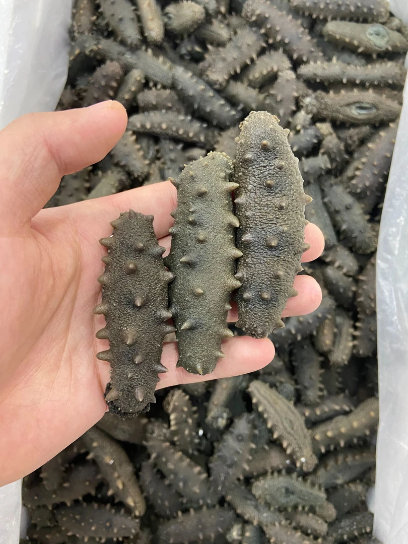 砣矶岛半干拉缸盐海参/500g