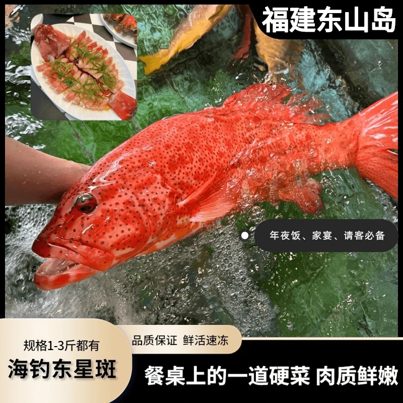 深海东星斑 大红石斑鱼新鲜鲜活冷冻 海钓深海鱼东兴斑海捕大石斑