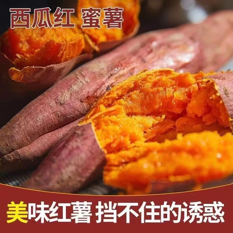(新鲜现挖红薯）新鲜现挖西瓜红蜜薯地瓜番薯糖心流油软糯香甜