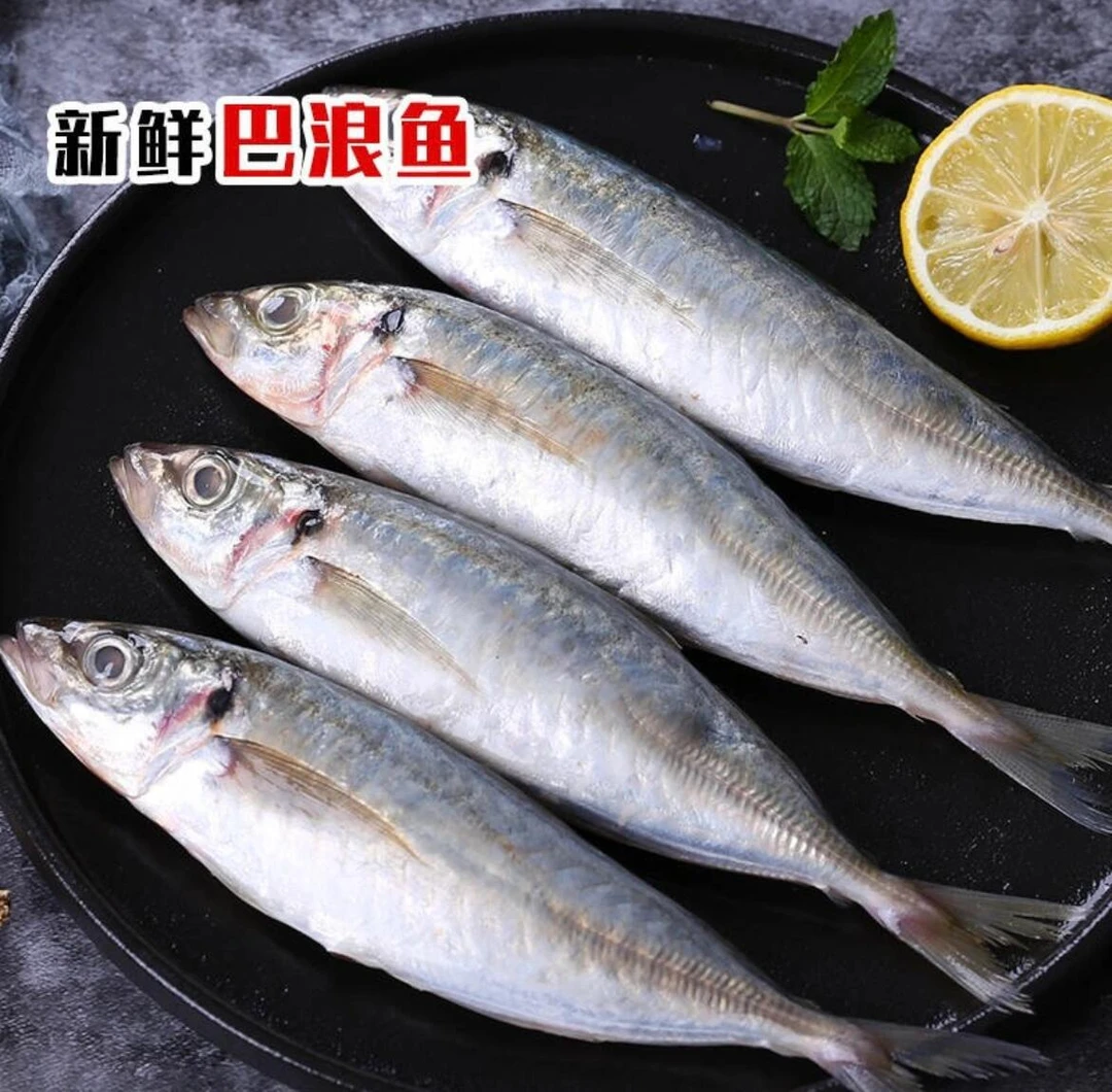 新鲜巴浪鱼棍子鱼池鱼蓝圆鲹灯光海捕干煎盐焗新鲜海鱼批发活冻