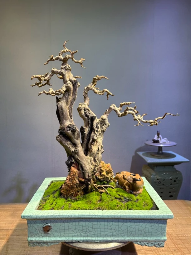 海南博兰桌面室内外花卉绿植盆栽艺术家居摆件开花结果四季黄杨