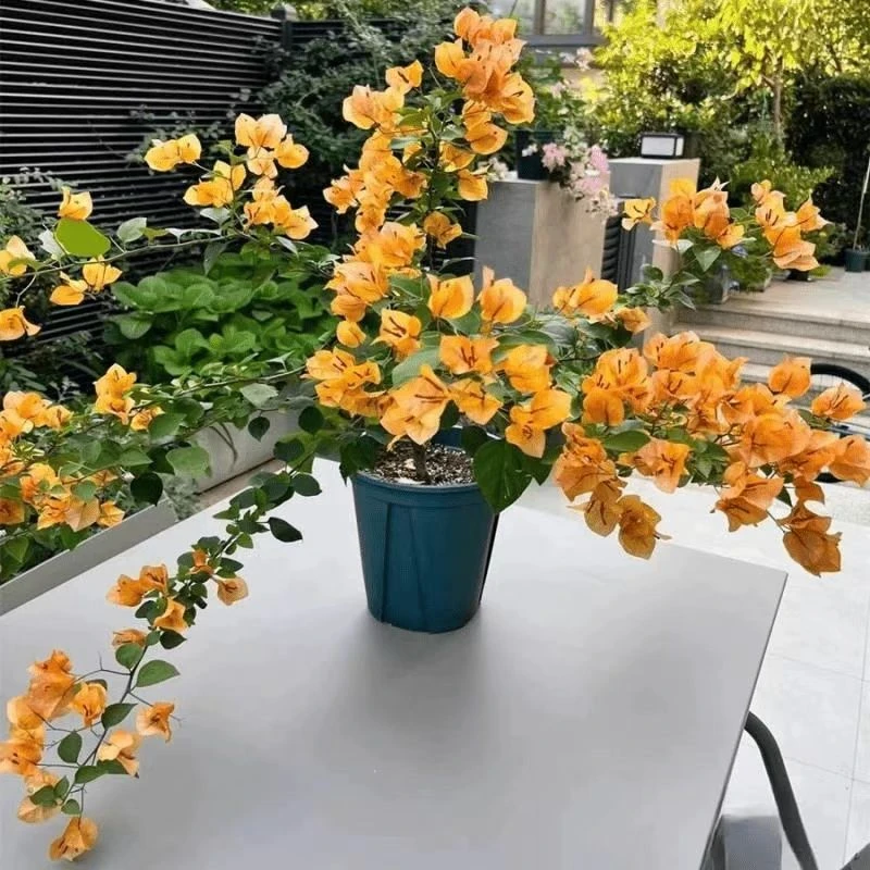 顺丰包邮【7加州黄金带花】三角梅养护四季勤花庭院阳台爬藤盆栽