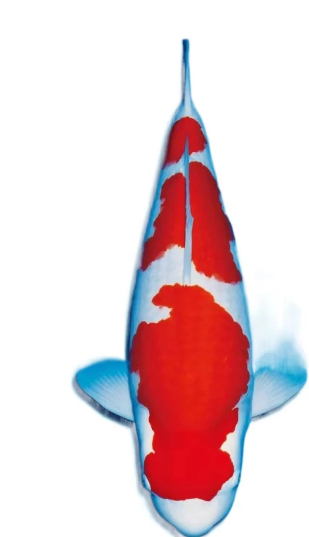 纯种锦鲤精品观赏鱼红白顺丰包邮包活