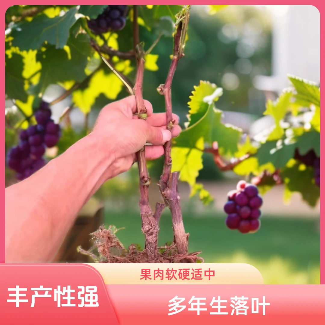 葡萄树苗盆栽地栽浓郁结果单株进口
