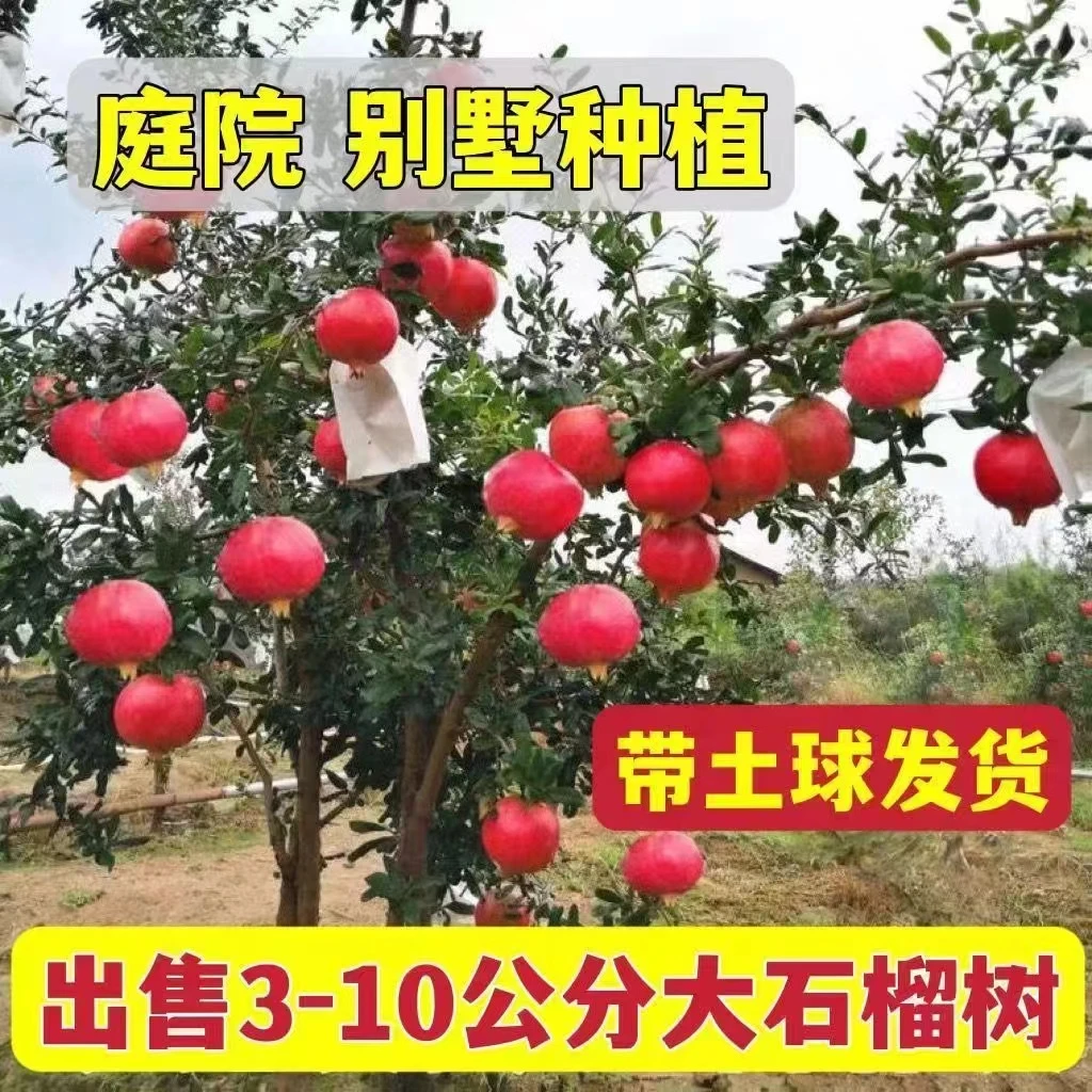石榴树苗盆栽地栽