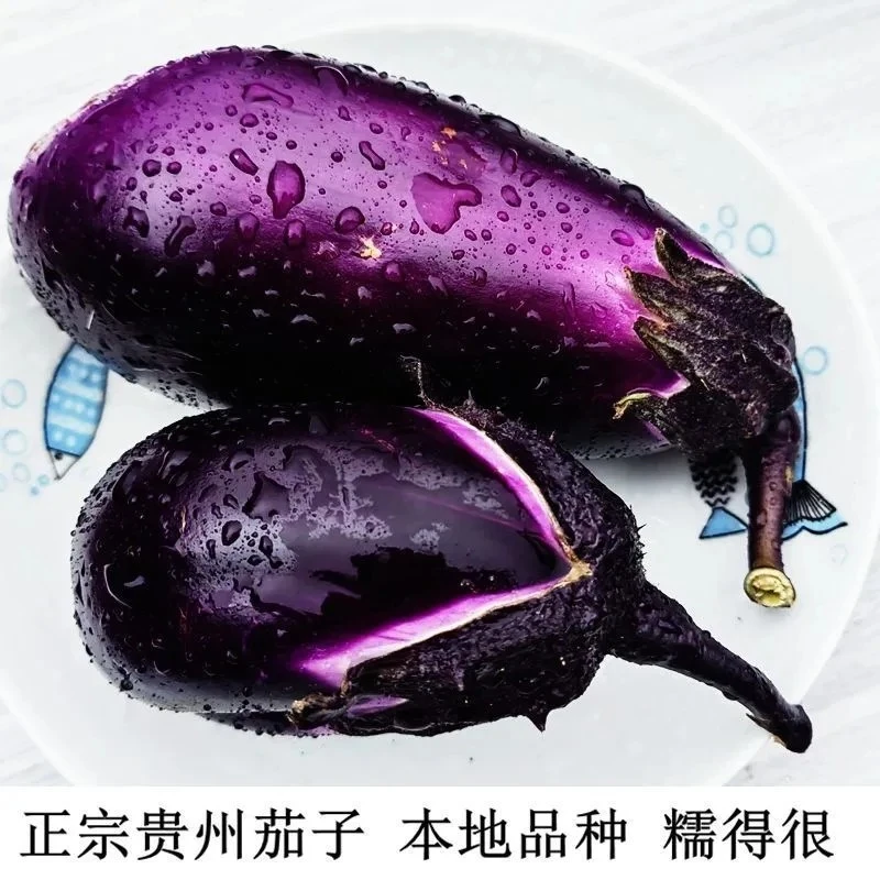当季露天农家茄子茄子现摘圆茄子新鲜茄子紫茄子新鲜包邮