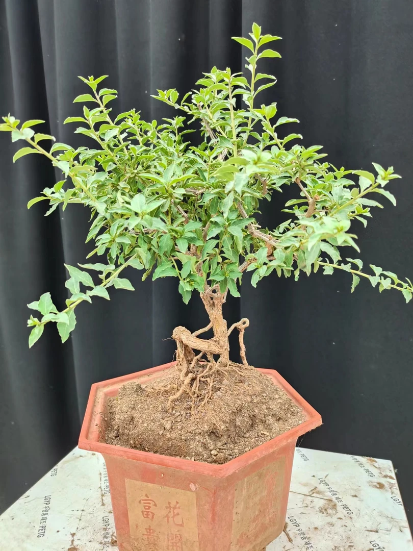 黄枸杞盆栽素材盆龄3年，脱盆包邮38