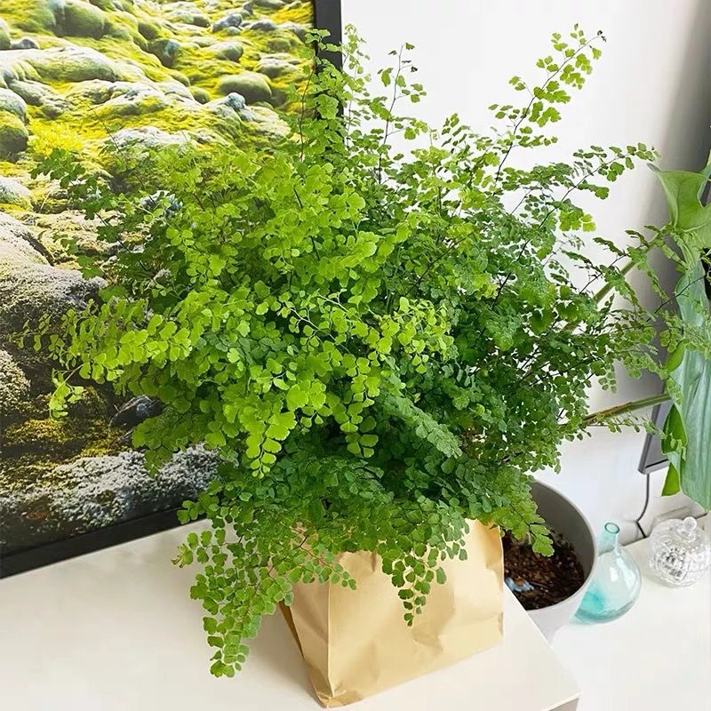 铁线蕨盆栽净化空气吸甲醛驱蚊植物新房花卉室内绿植办公室好养活