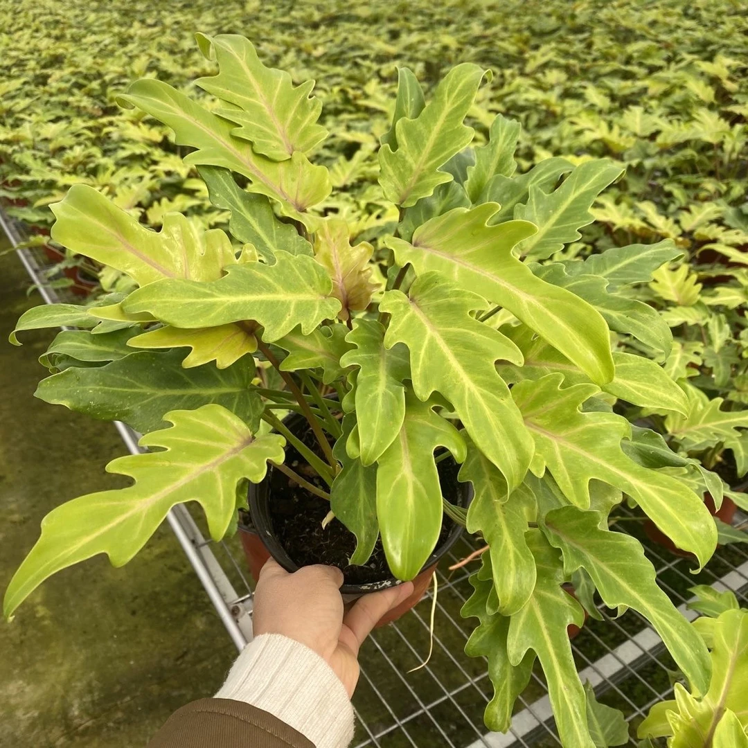 精选小天使绿绒网红观叶热植盆栽客厅阳台楼顶老桩大苗好养耐阴