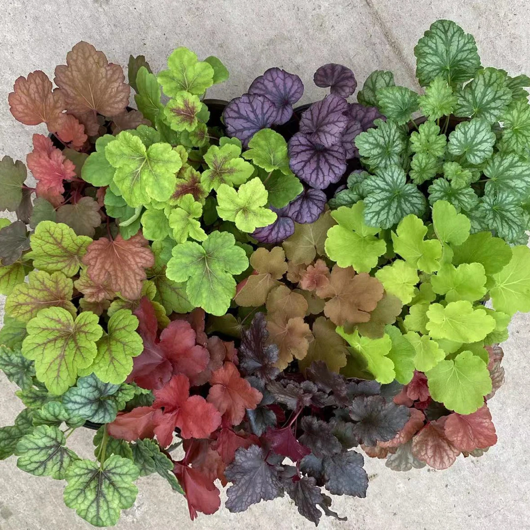 矾根绿植盆栽组合阳台花园庭院室内宿根大苗耐寒四季观叶花园