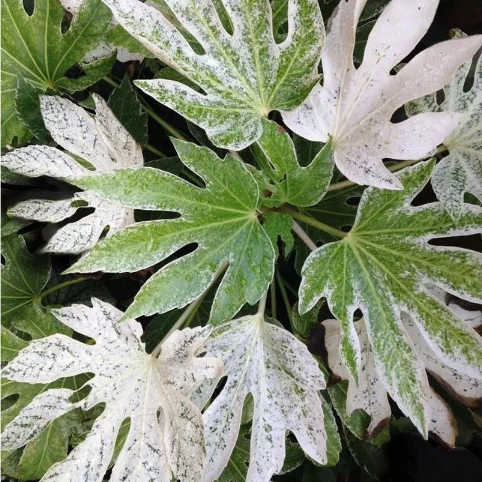 精选新品花叶锦叶八角金盘锦 进口室内ins网红盆栽北欧风绿植美观