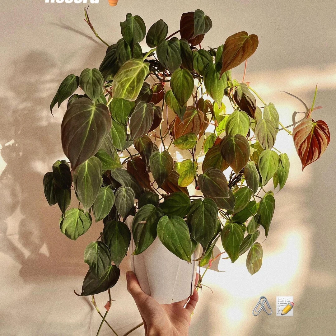 云母蔓绿绒爬藤垂吊绿植网红稀有盆栽室内观叶稀进口稀有小众植物