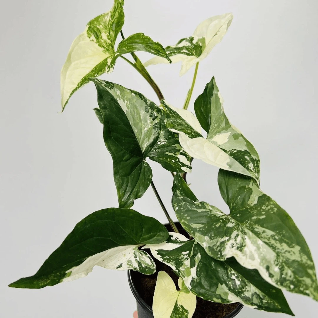 白锦合果芋 Syngonium albo variegata 室内绿植花卉盆栽锦叶植物