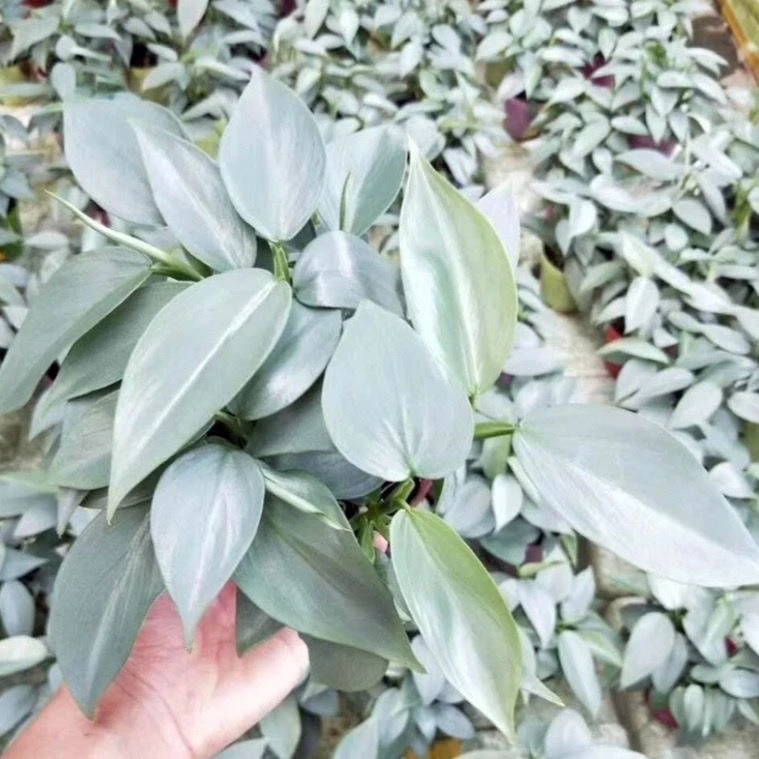 银叶蔓绿绒哈斯塔姆阳台植物好养四季负离子小盆栽耐阴雪钻