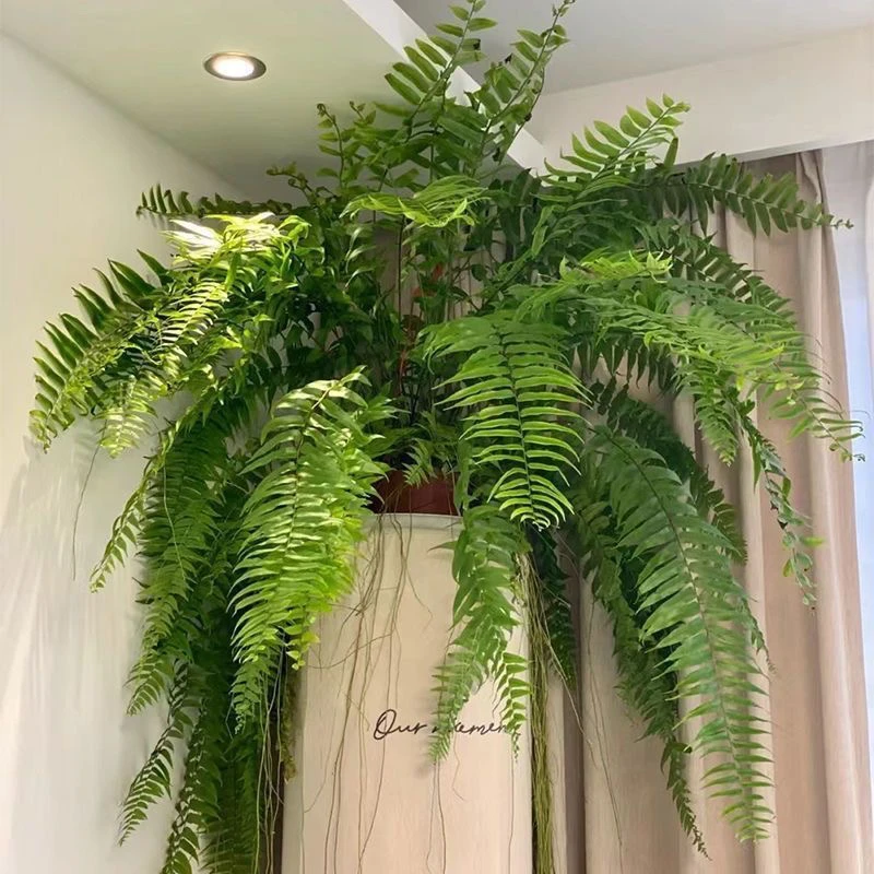 精选垂吊植物大盆颜值高好养霸王蕨大盆长叶叶蝉竹芋大叶银斑葛