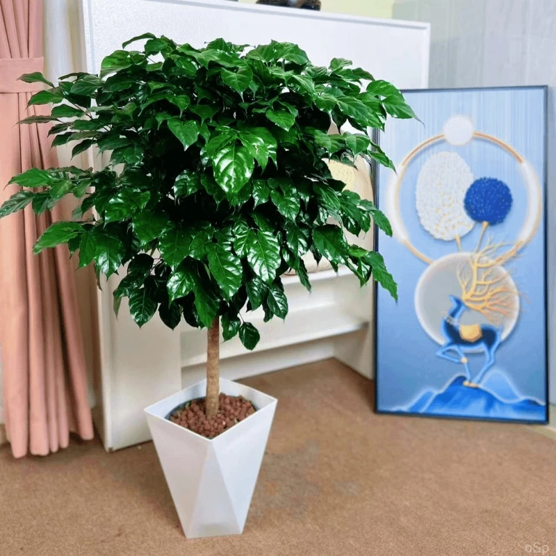 【棒棒糖幸福树】70-80cm室内家居绿植美观叶北欧风花盆栽鲜活绿色