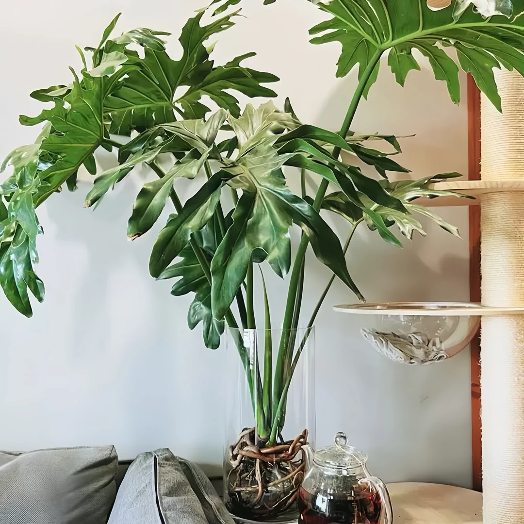 老桩龙鳞春羽水培绿植蔓绿绒室内植物盆栽好养护鲜活观叶简约七夕
