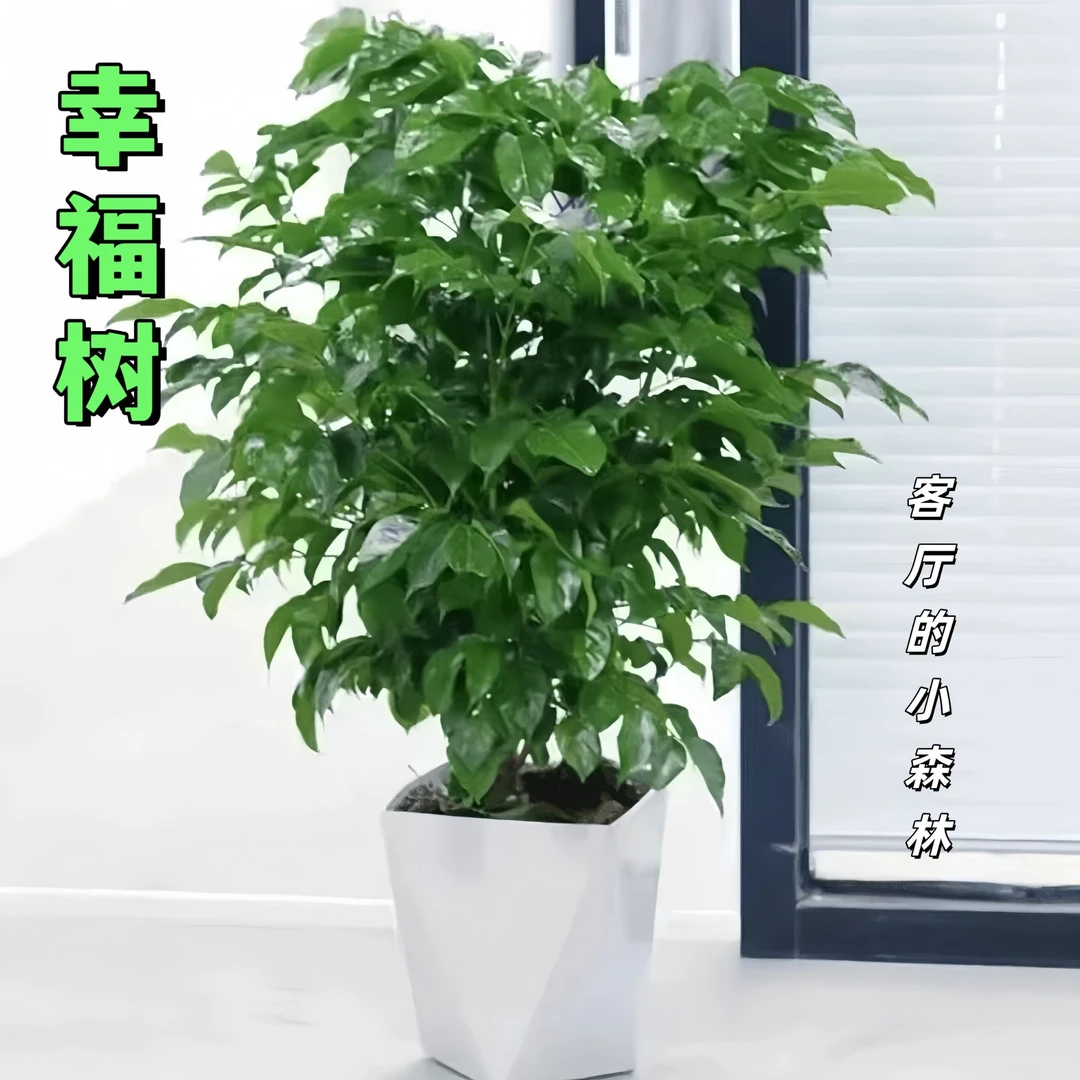 【幸福树】60-70cm客厅室内植物绿色美观叶绿植盆栽清新花卉第一名