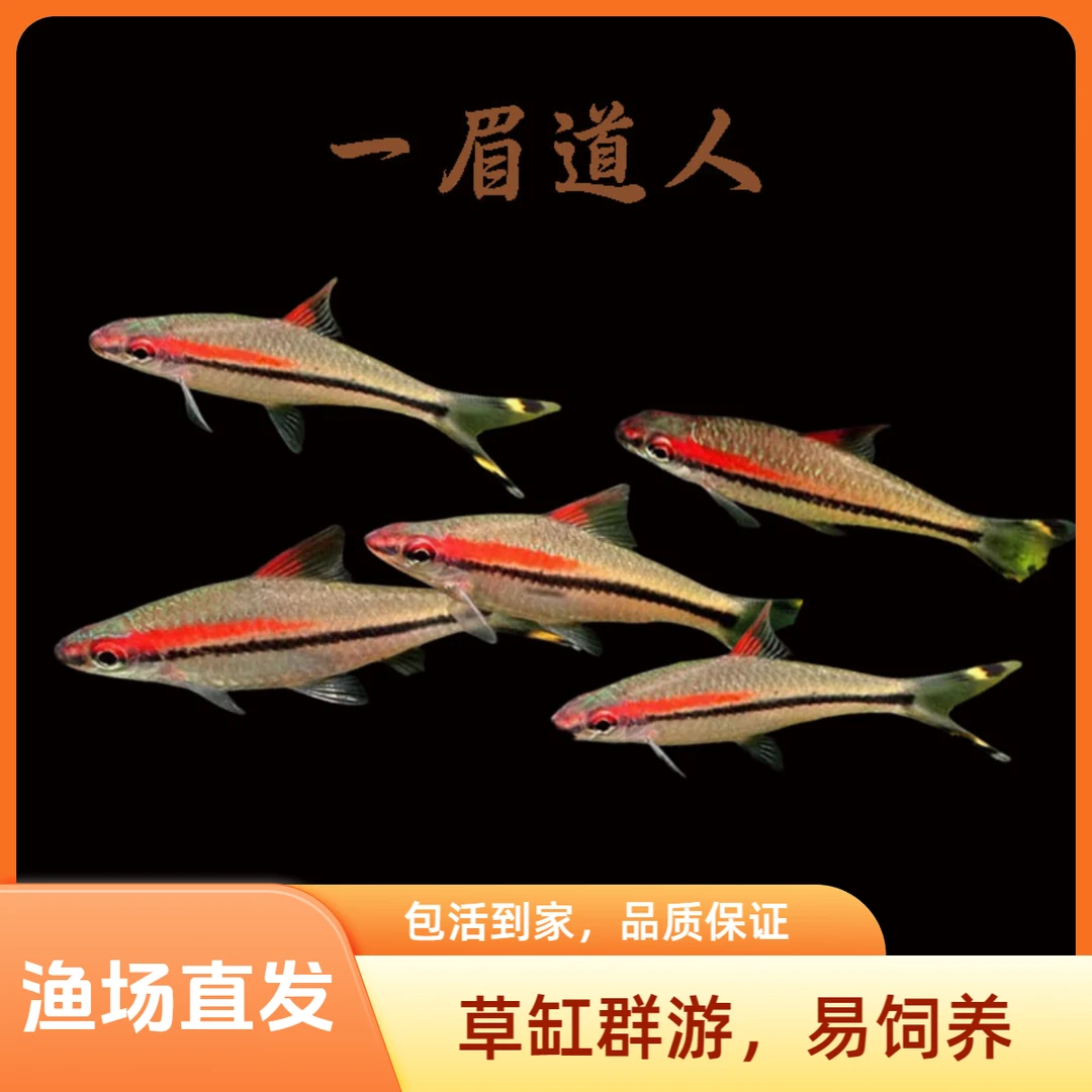 一眉道人中小型热带鱼草缸群游鱼混养观赏鱼