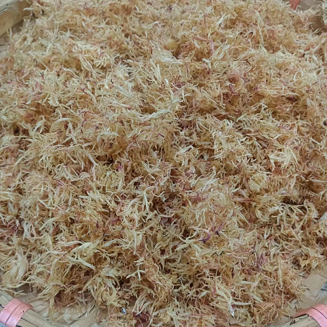 广东南澳赤菜（中管）干货渔民自晒