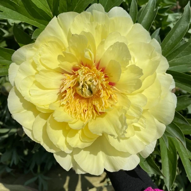【芭次拉】伊藤系列 牡丹芍药的混血儿 一年苗