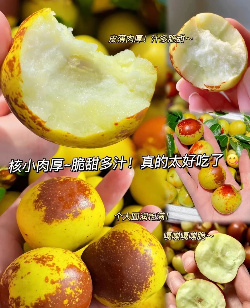 【双十一福利】冬枣 又甜又脆 一斤