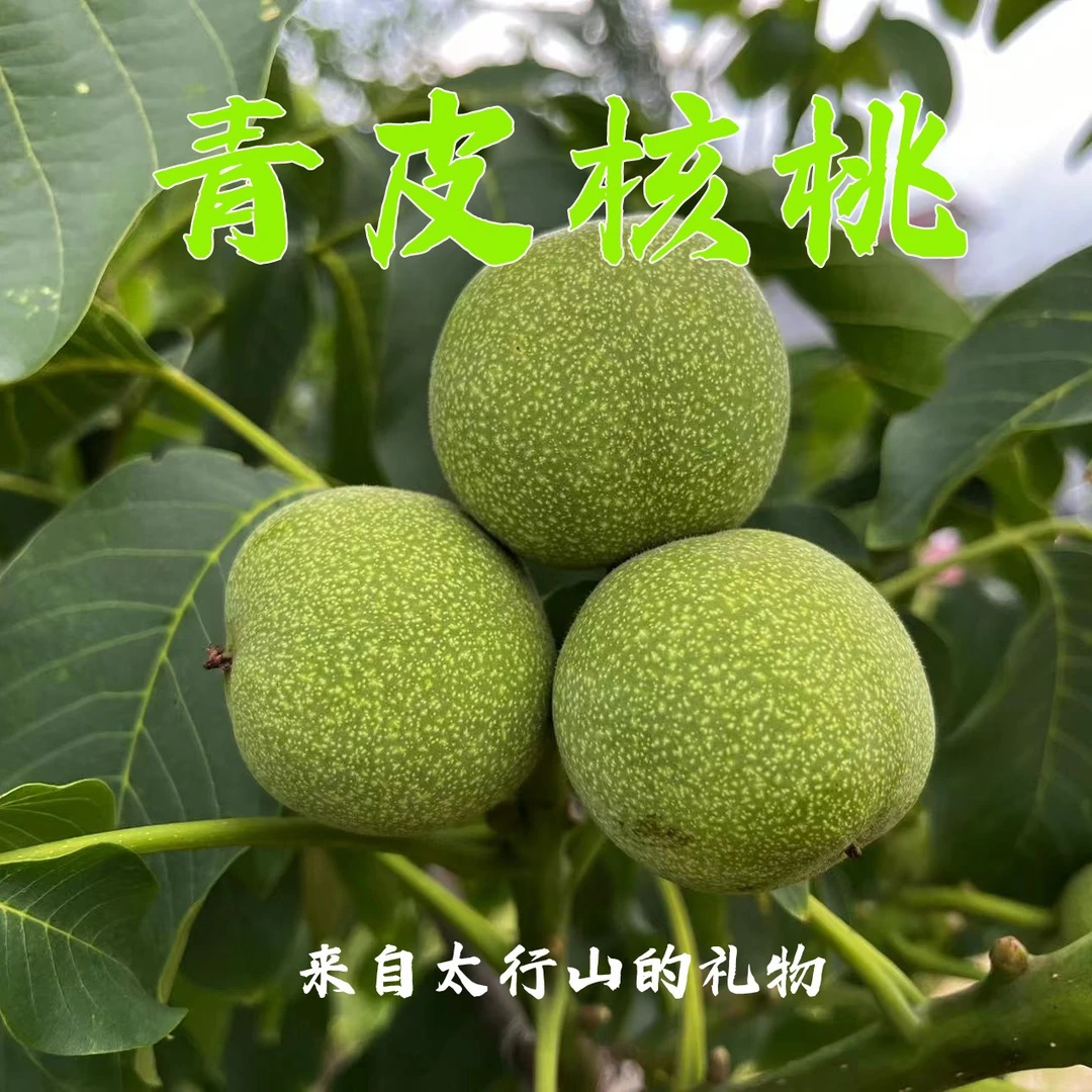 太行山新鲜湿核桃带青皮去青皮食用鲜核桃生鲜零食现摘新货送工具