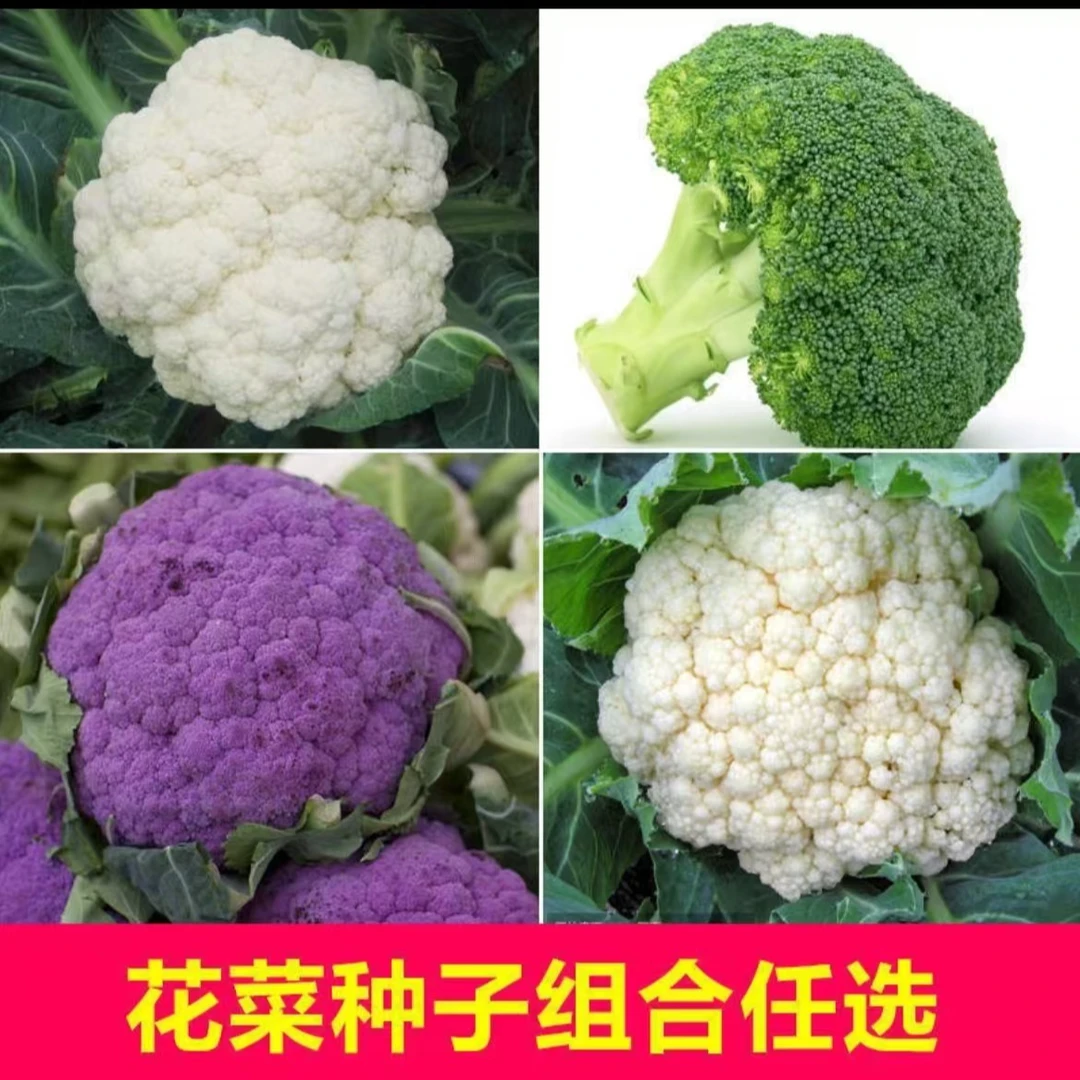青梗花椰菜花菜西兰花种籽大全春季蔬菜板蓝根黄瓜种孑