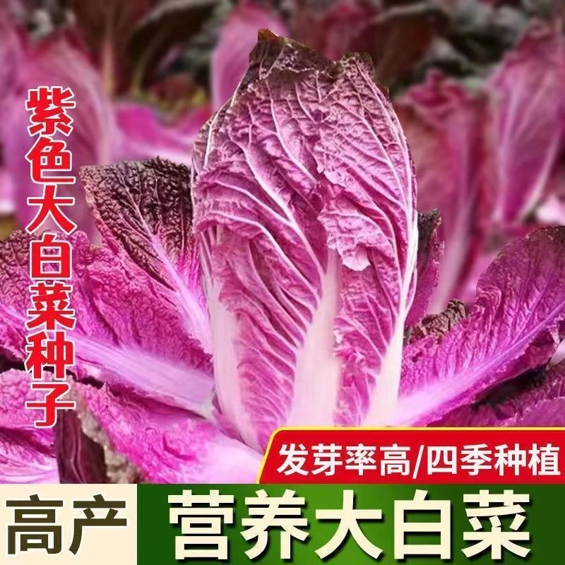 紫白菜种子特色包心大白菜籽紫宝紫白菜种子大白菜紫裔清香种孑春