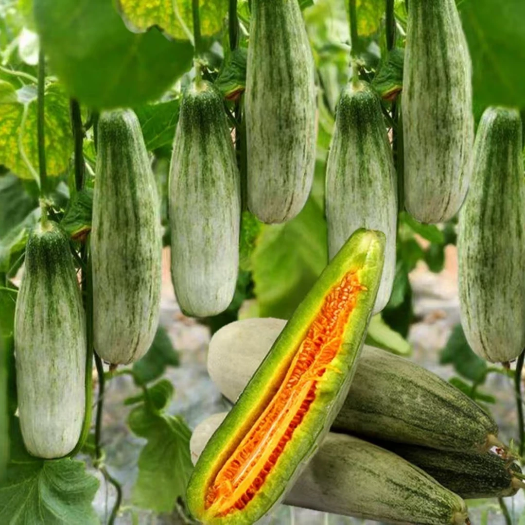 羊角蜜甜瓜种籽蔬菜羊角酥脆甜瓜种籽蔬菜正品当季水果蔬菜种子