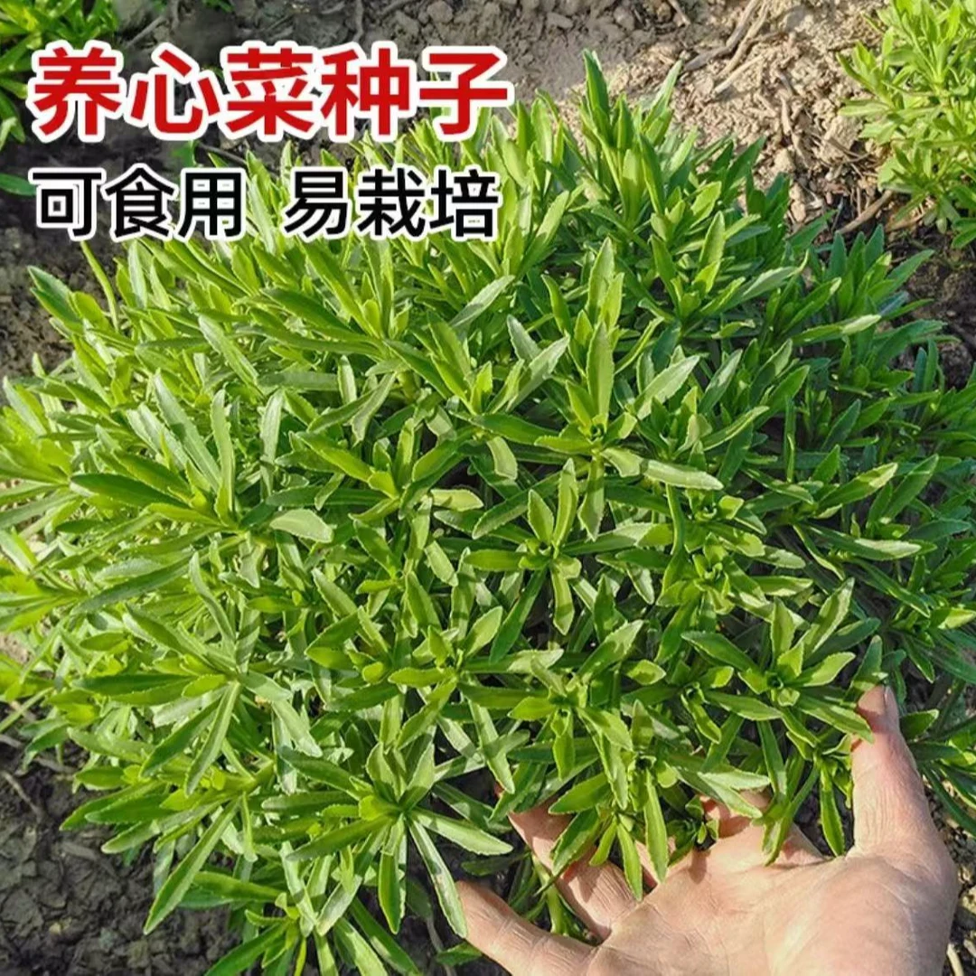 养心菜种子救心菜四季菜苗高钙根苗菜籽盆栽苗子秧子生长营养简单