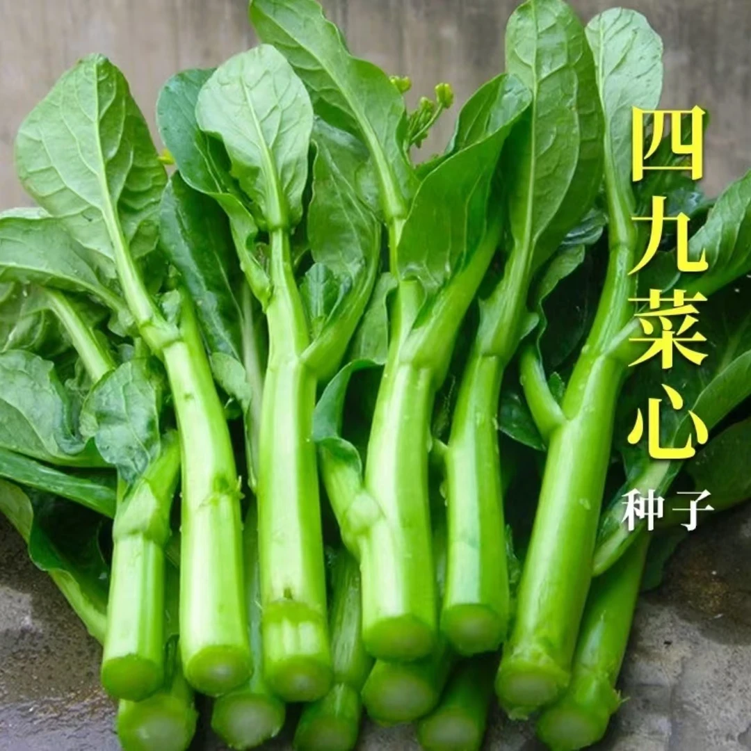 四九菜心种子甜菜心菜苔青菜籽高产四季春秋阳台盆栽农家菜种子