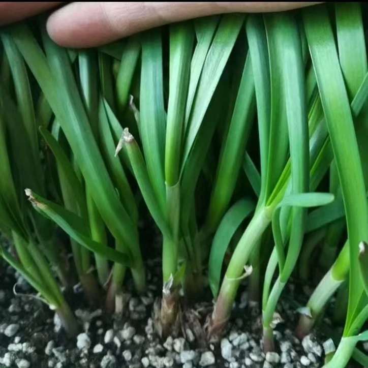 独根红韭菜种子红根多年生韭种子四季阳台盆栽农家蔬菜种子