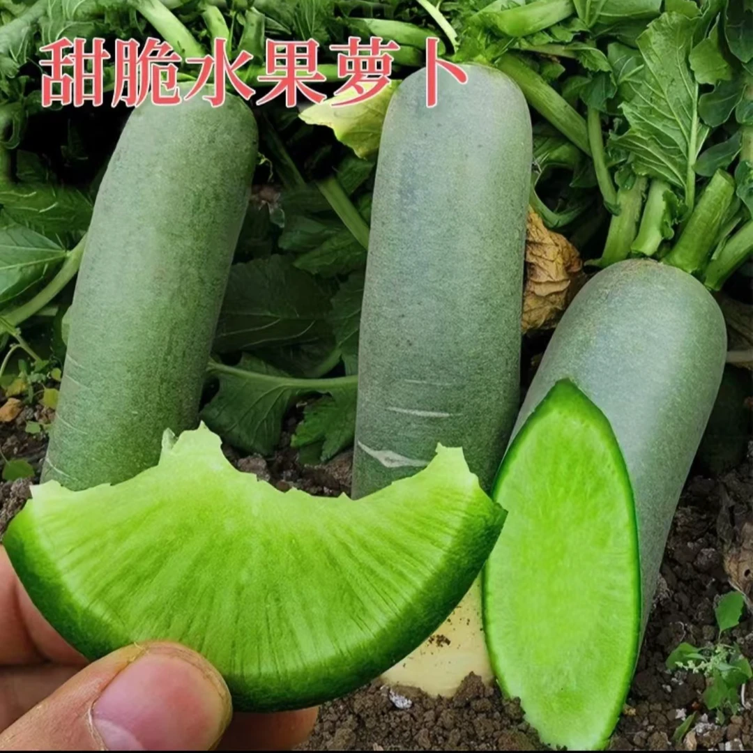天津沙窝青萝卜潍县清脆多汁播种菜种水果萝卜种子种植春秋