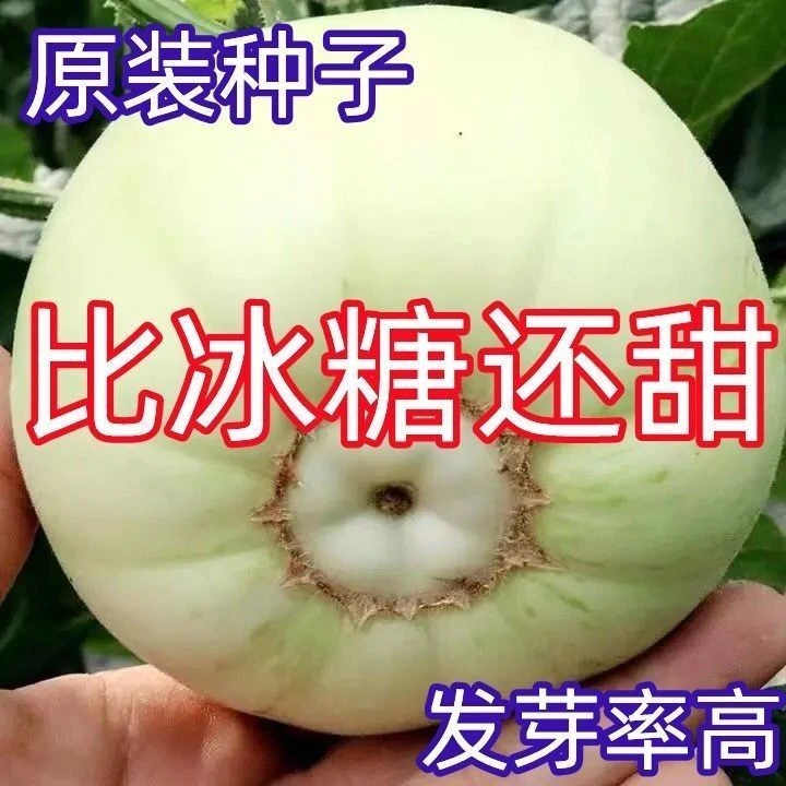 （买一送一）冰糖甜宝甜瓜种子超甜度绿宝石甜宝甜瓜种子香瓜早熟水