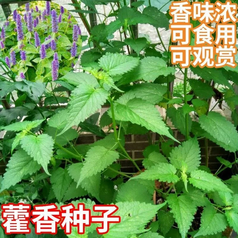 藿香种子食用解暑香草种籽易活播种室内阳台盆栽炖鱼香草调料种子