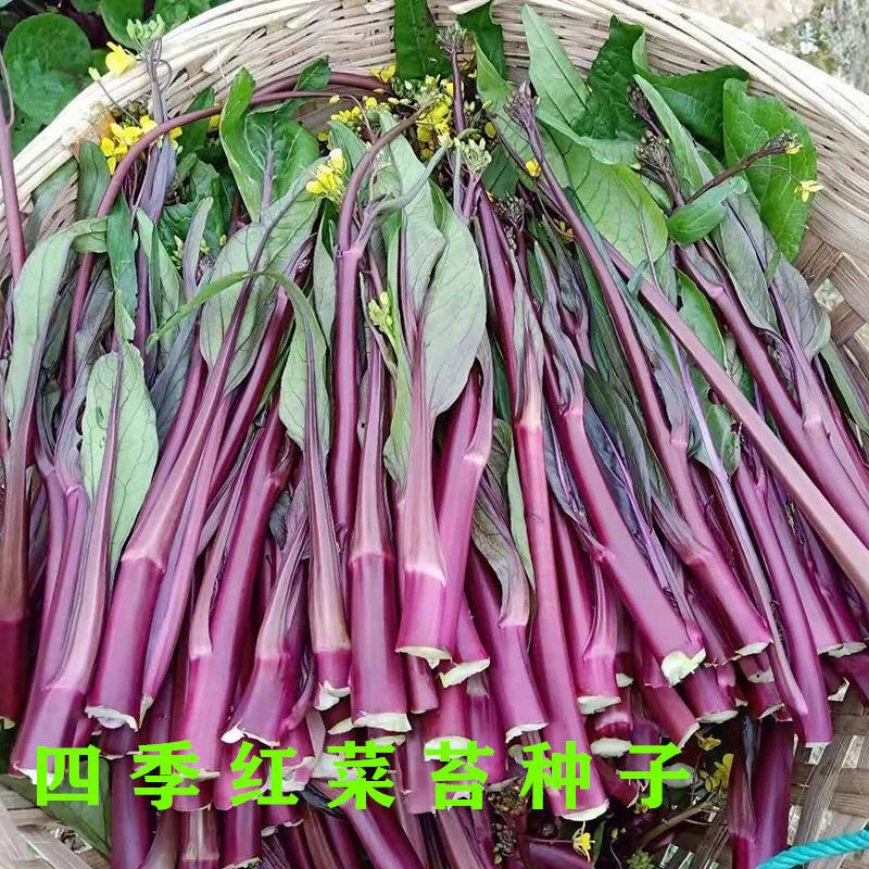 (红菜苔种子)红菜心紫菜油菜芯籽四季易种高产盆栽农家蔬菜种子