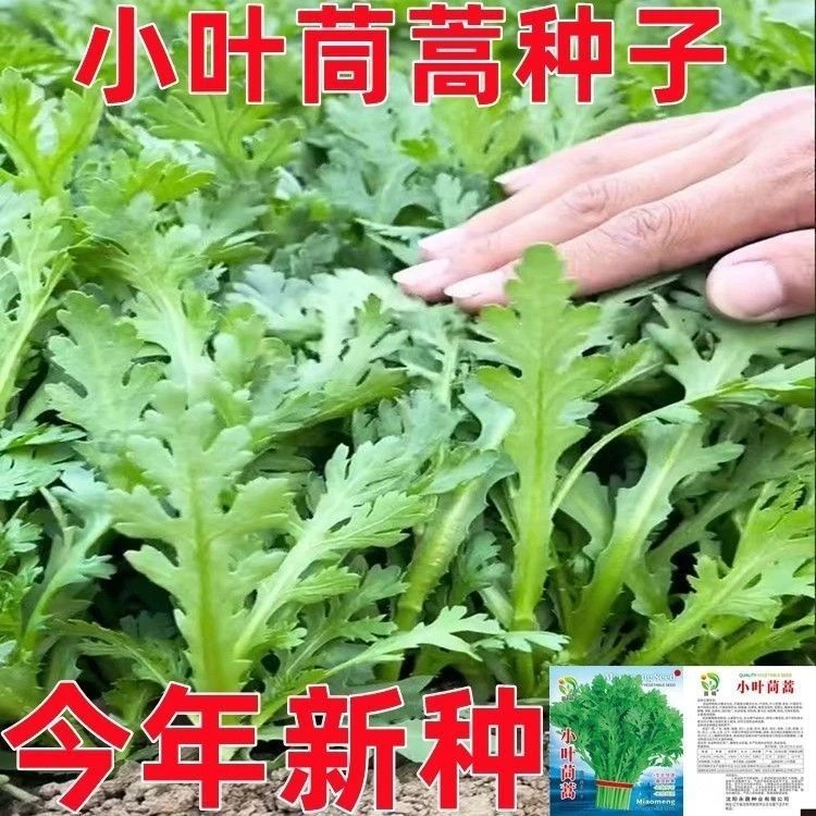 小叶茼蒿种子大全农家茼蒿种籽菜籽四季皇帝菜种苗青菜蔬菜种孑