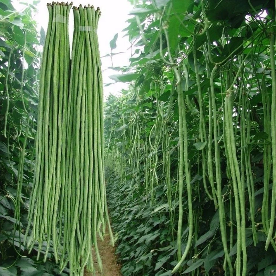 特长绿先锋豆角种子绿条豇豆翠绿色长豆角大棚露天基地蔬菜种子