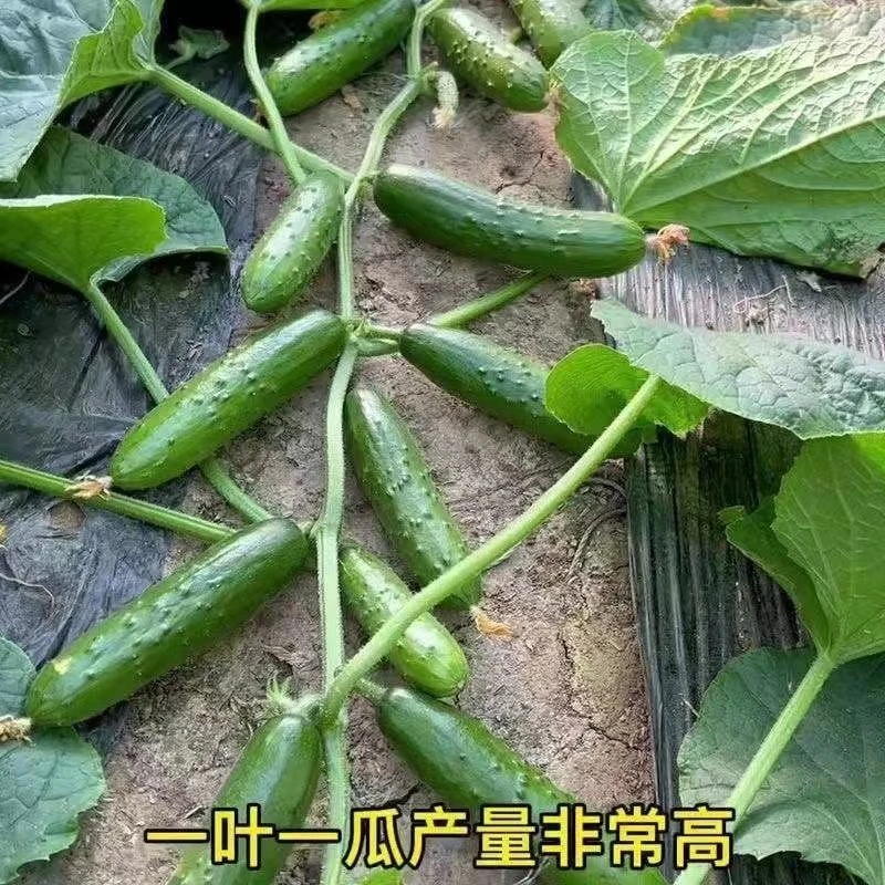 （买一送一）满地爬水果黄瓜种子四季庭院阳台盆栽黄瓜籽种蔬菜种