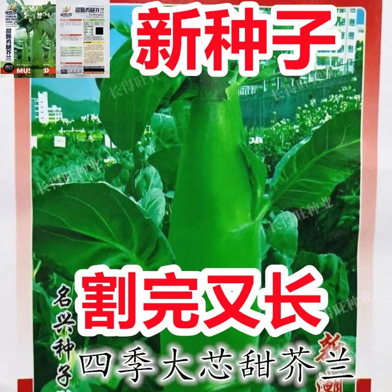 【割完又长】鸡腿芥蓝种子芥兰菜种子春季耐热耐寒四季播蔬菜种子