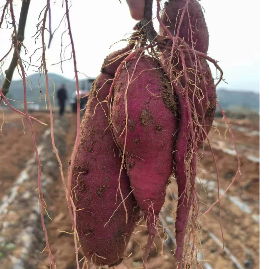 京平农庄 红瑶蜜薯  榴莲蜜薯 香甜软糯 顺丰特快包邮