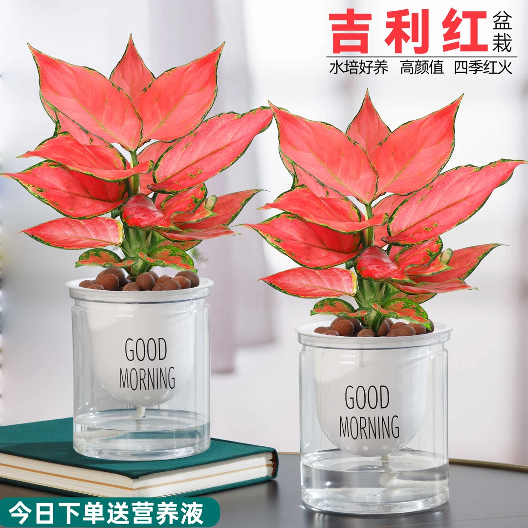 如意皇后吉利红盆栽办公室内吸甲醛小绿植懒人水培植物好养易成活